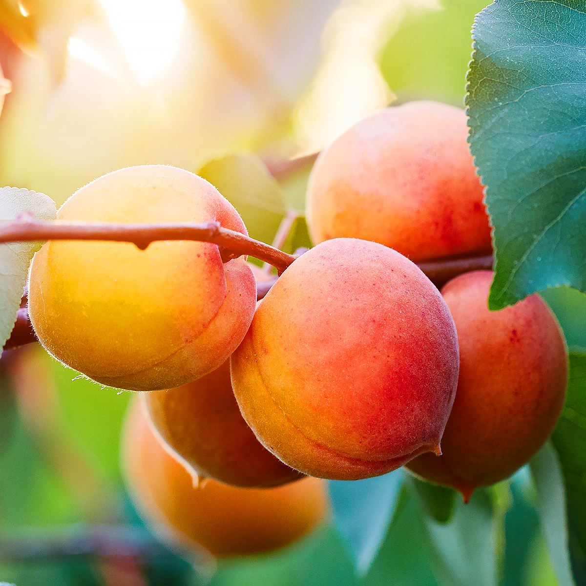 Apricot trees