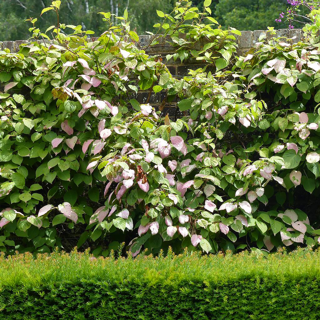 Ornamental Kiwi - Actinidia