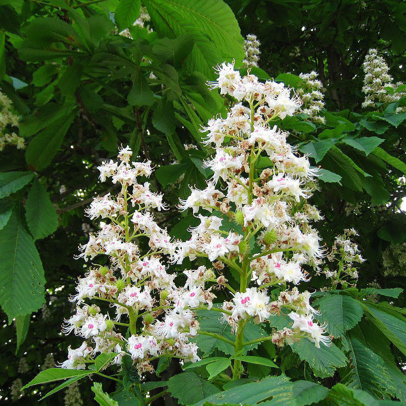 Aesculus - Horse Chestnut