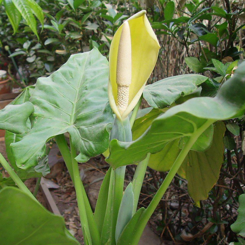 Alocasia