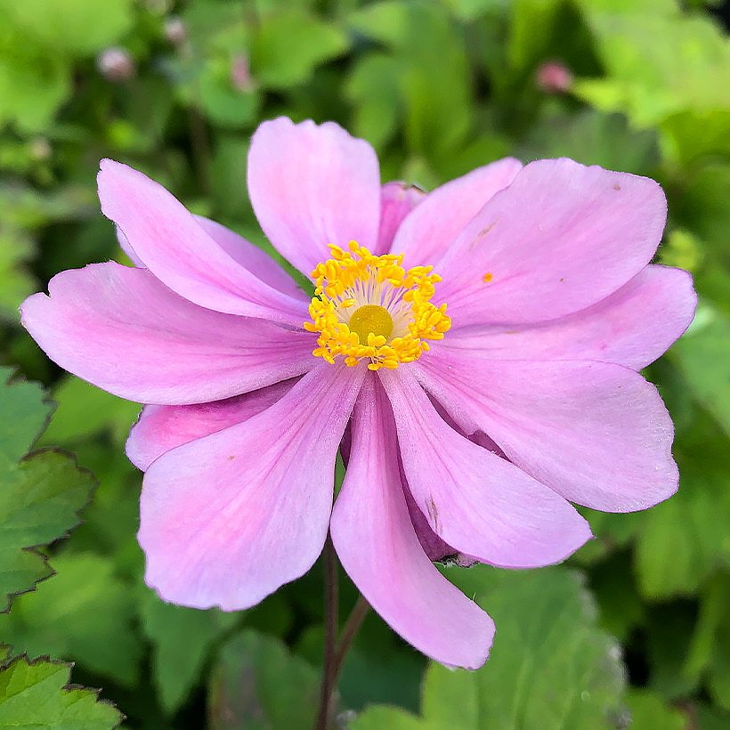 Japanese Anemones