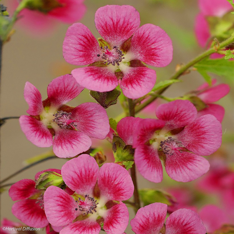 Anisodontea