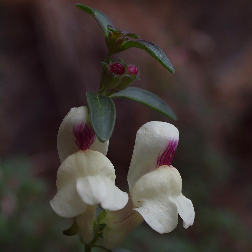 Antirrhinum - Snapdragon