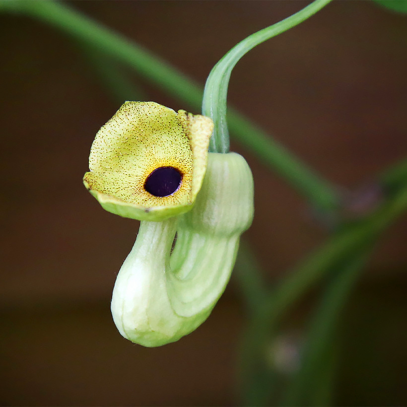 Aristolochia