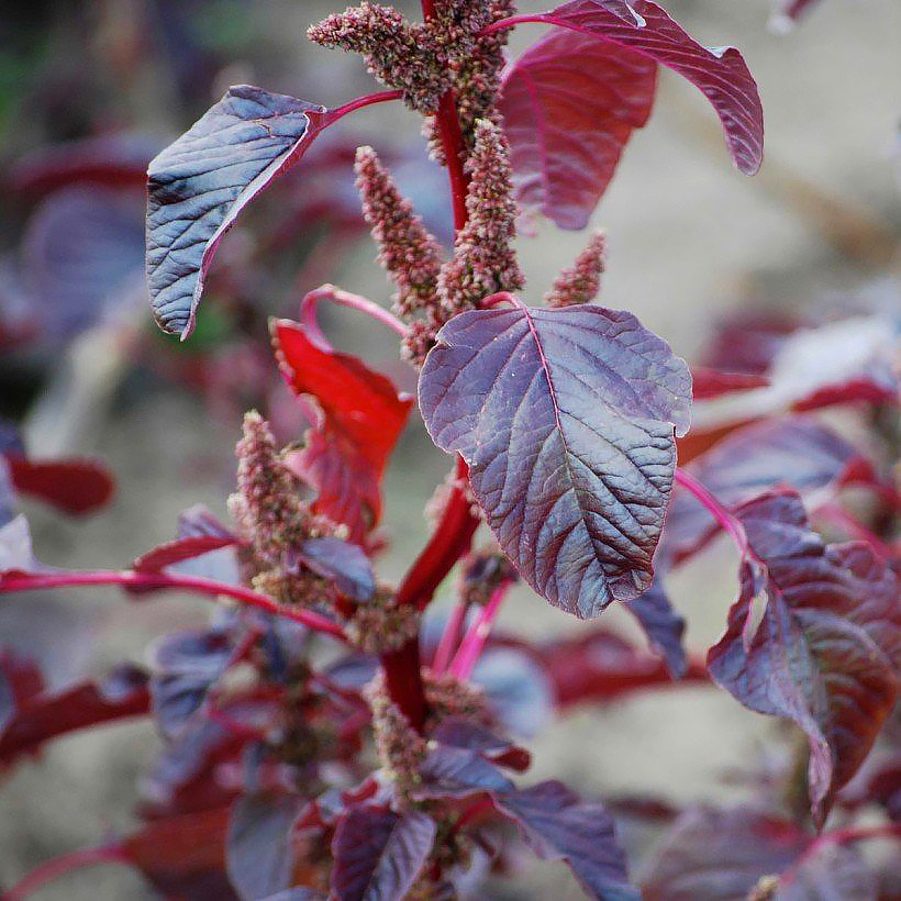 Orach - Saltbush