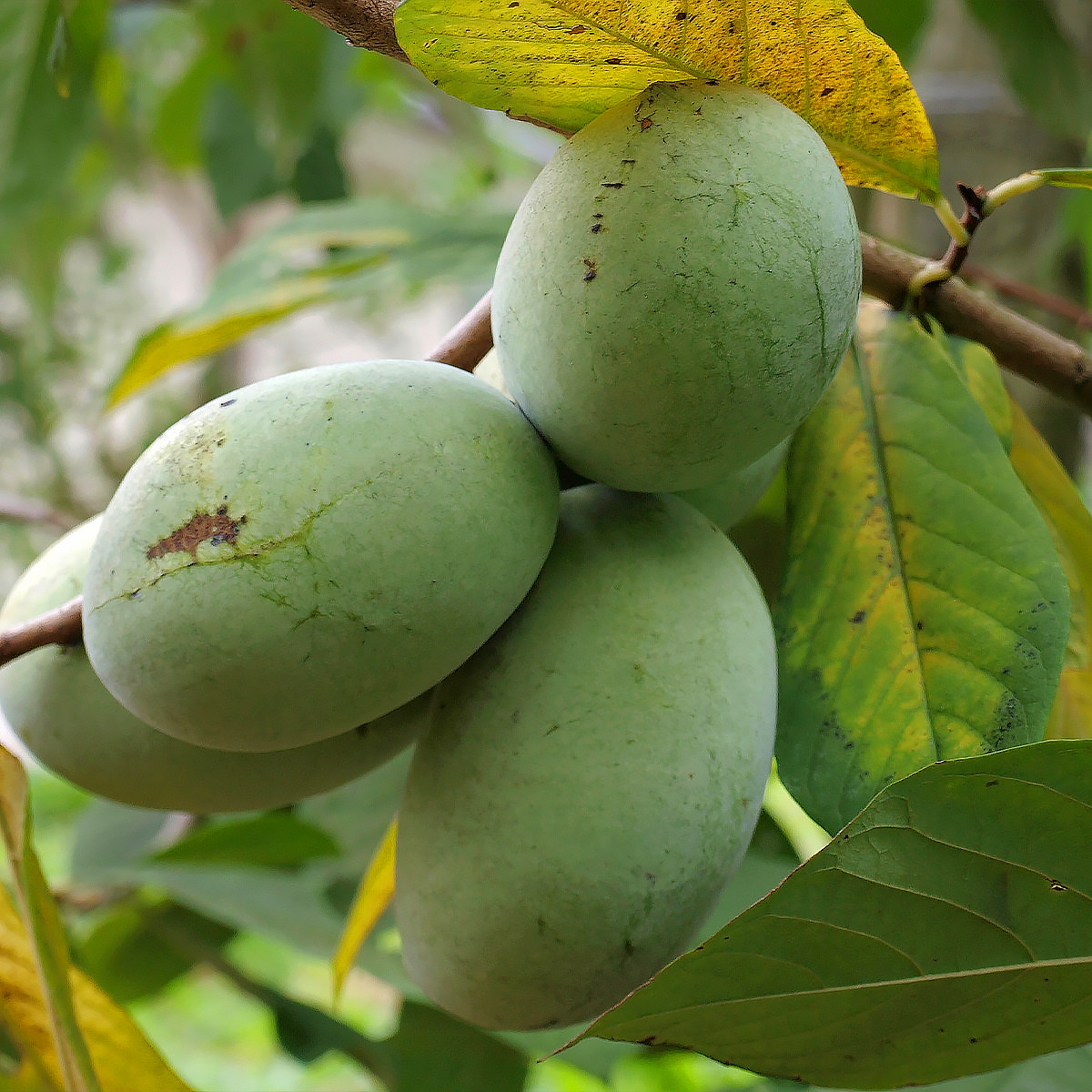 Asimina trees