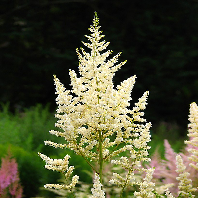 Astilbe - False Goatsbeard