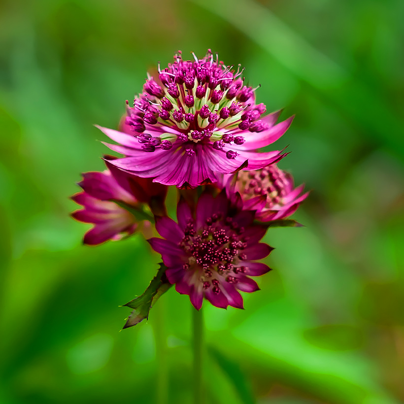 Astrantia - Masterwort