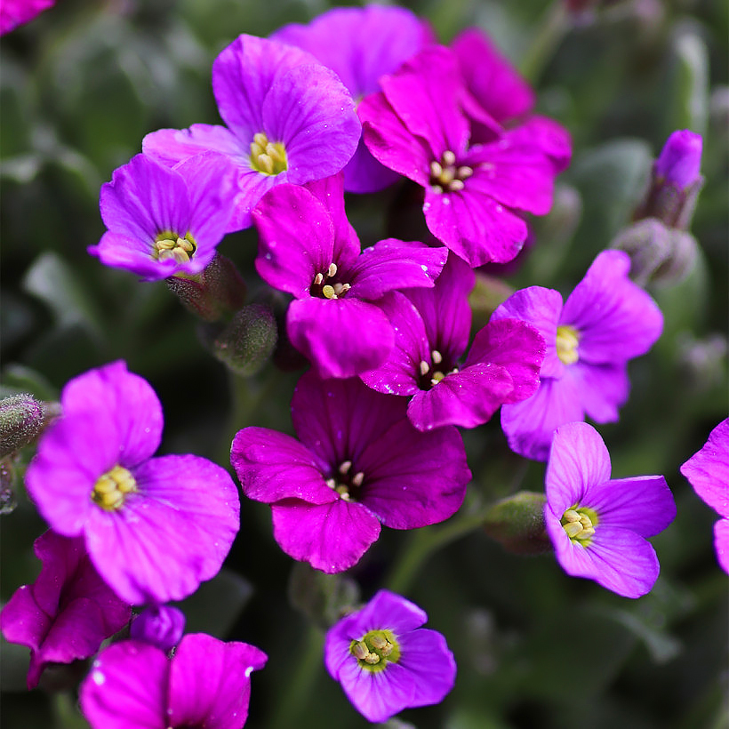 Aubrieta - Rock Cress