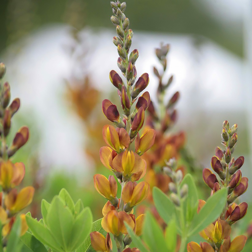 Baptisia