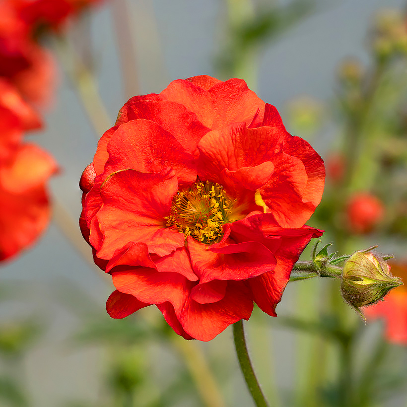 Geum - Avens