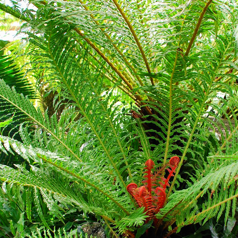 Blechnum