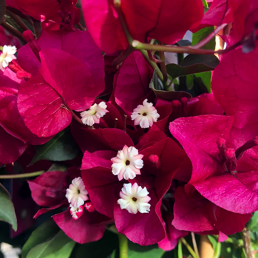 Bougainvillea