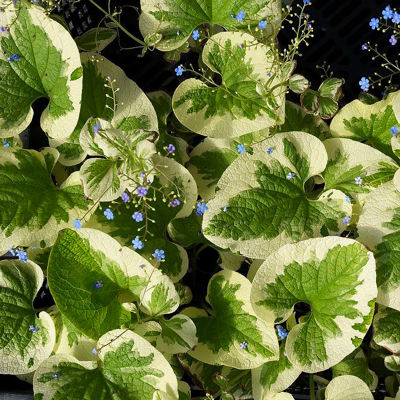 Brunnera - Siberian Bugloss