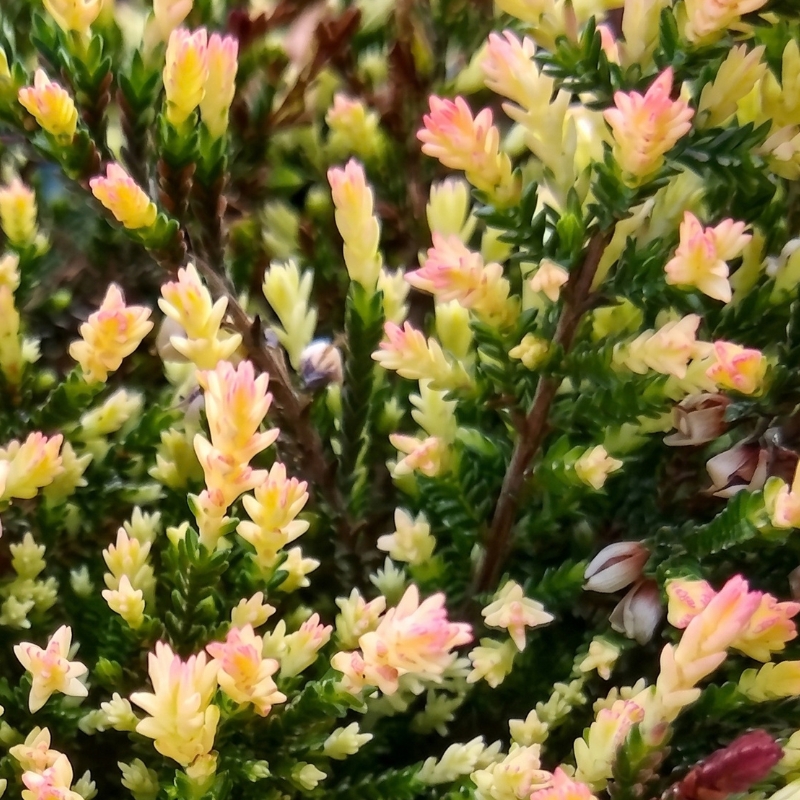 Variegated-leaved Heathers