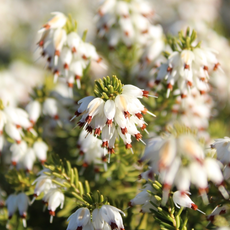White-flowering heathers