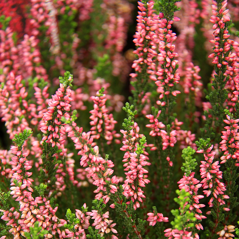 Calluna - Common Heather