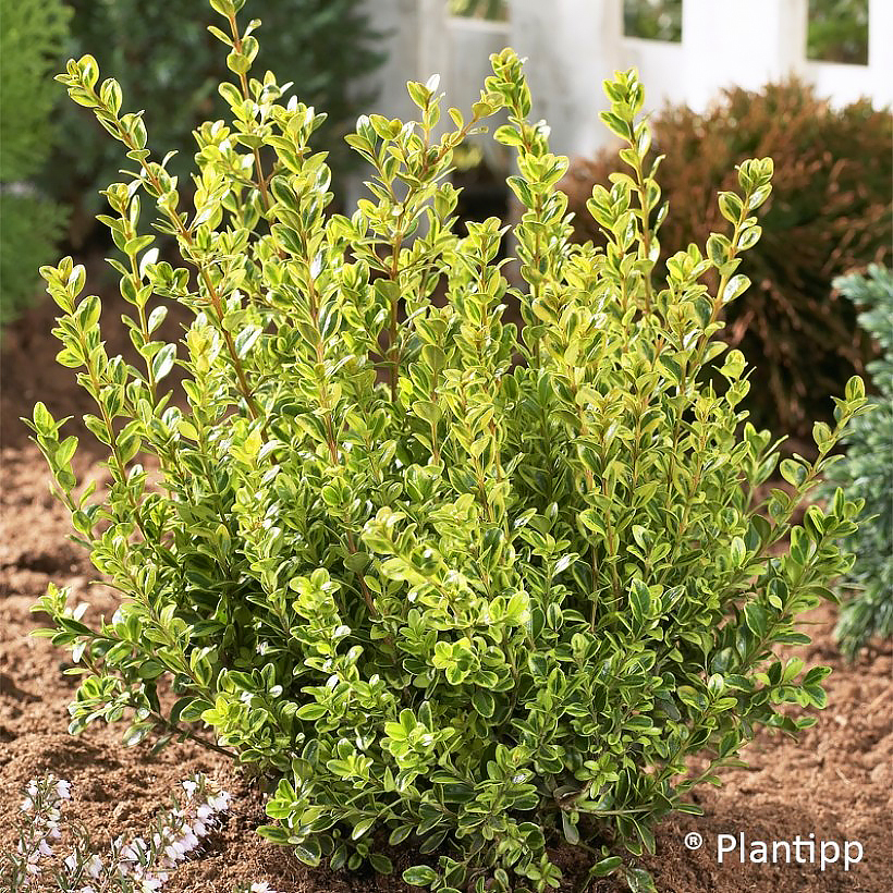 Buxus - Boxwood