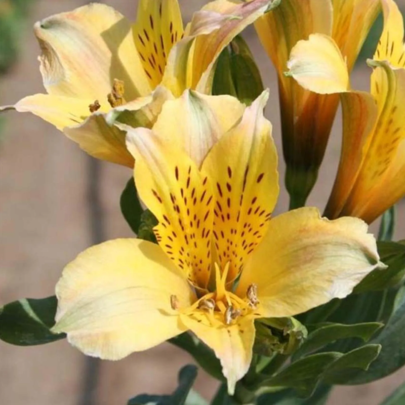 Summer-flowering bulbs with yellow flowers