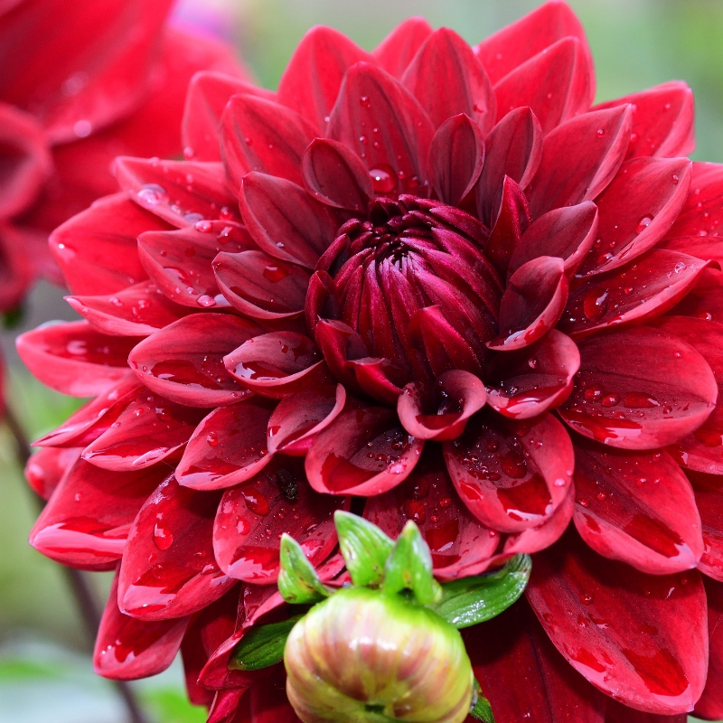 Summer bulbs in red