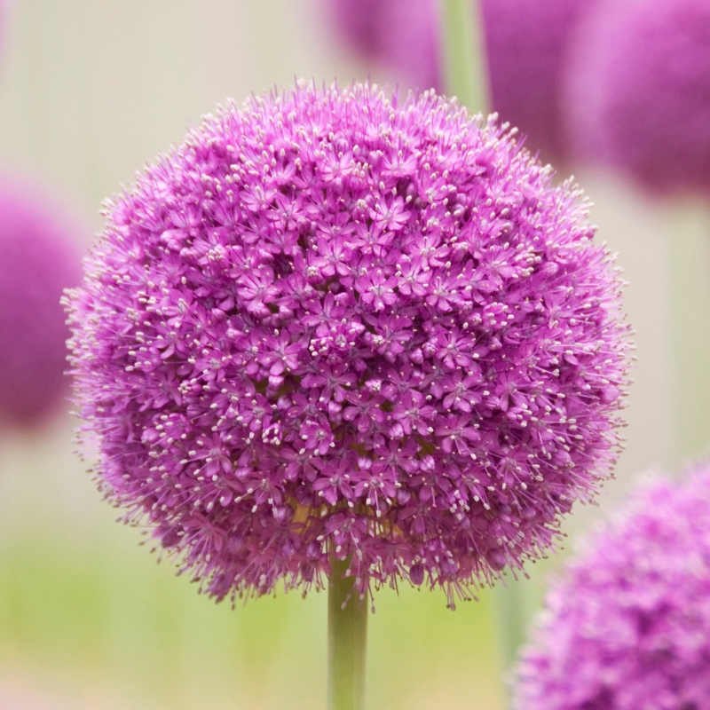 Bulbs with violet, mauve or purple flowers