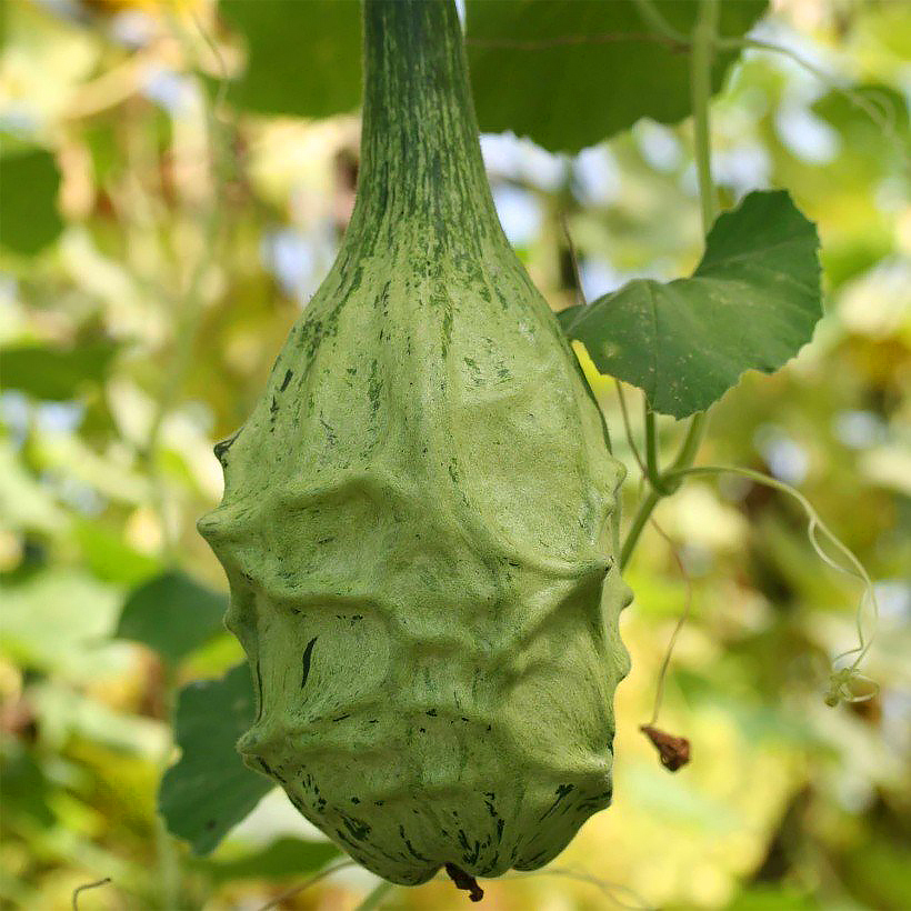 Bottle Gourds