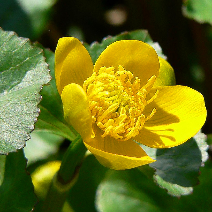 Caltha - Marsh Marigold