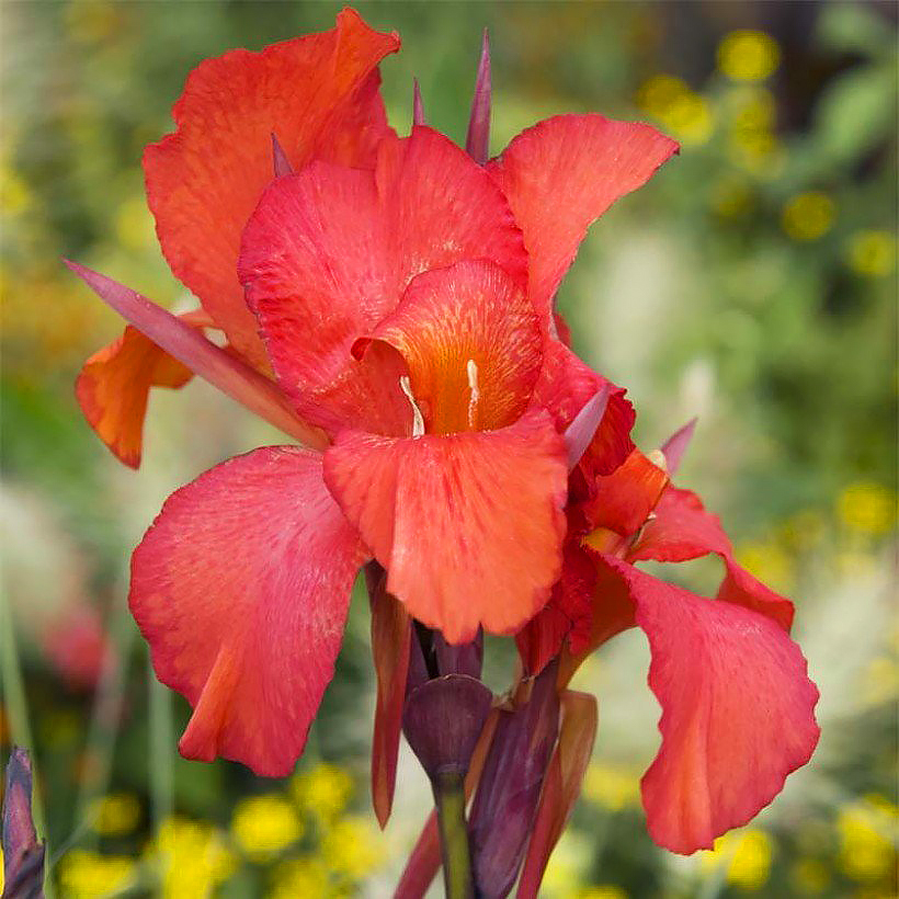 Cannas