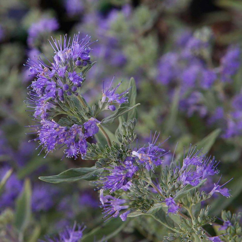 Caryopteris