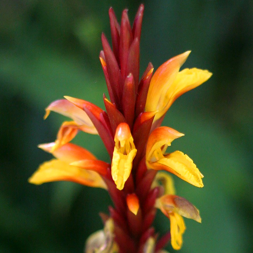 Cautleya