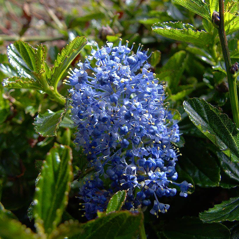 Ceanothus