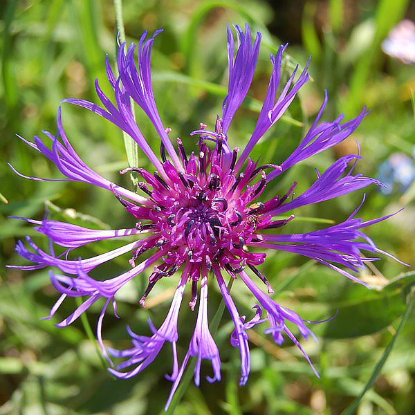 Centaurea