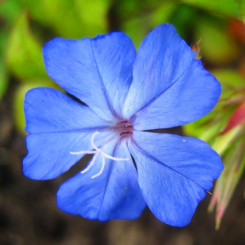 Ceratostigma