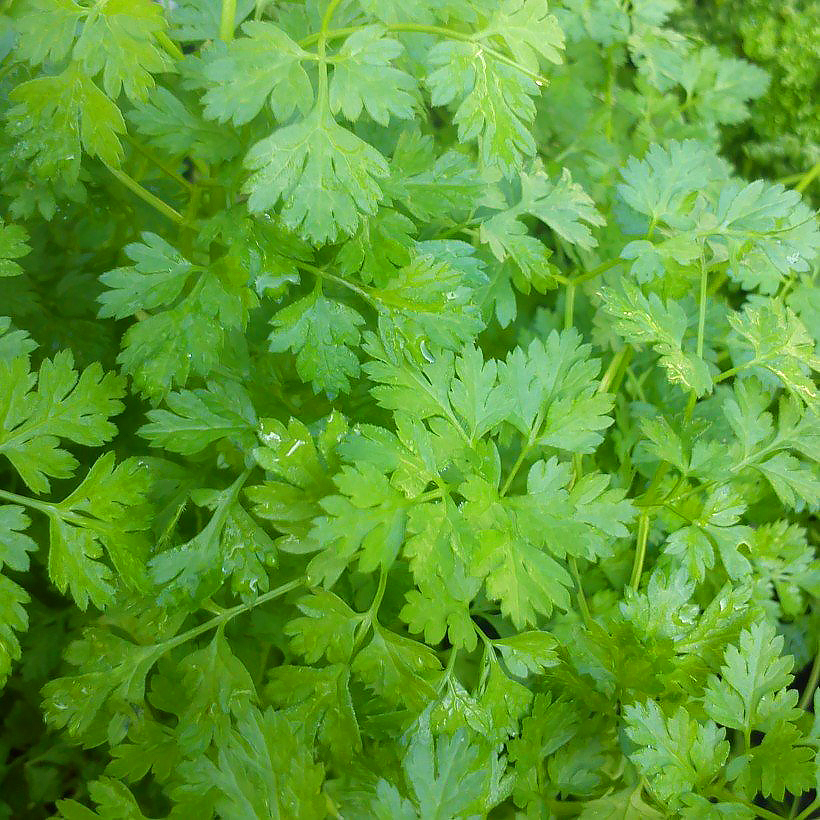 Chervil