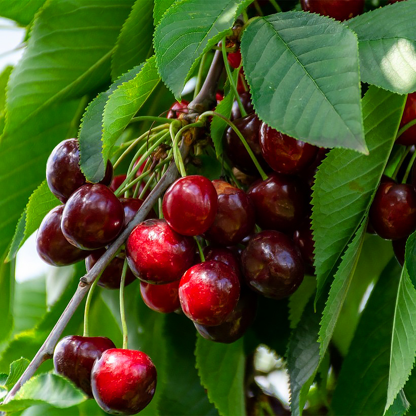 Cherry trees