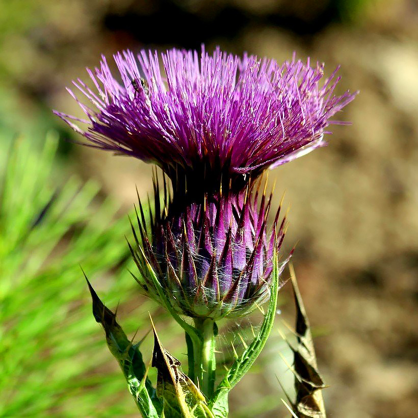 Ornamental Thistles