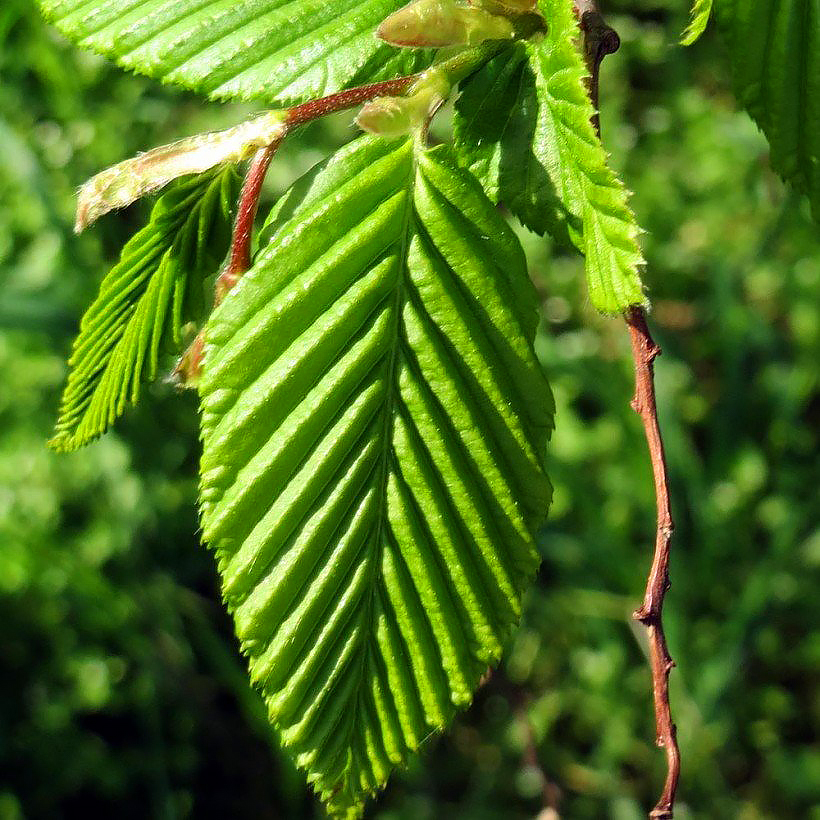 Carpinus - Hornbeam