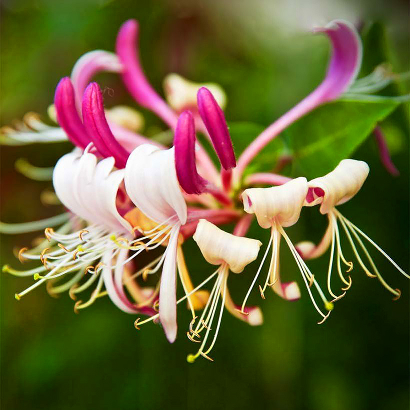 Honeysuckle