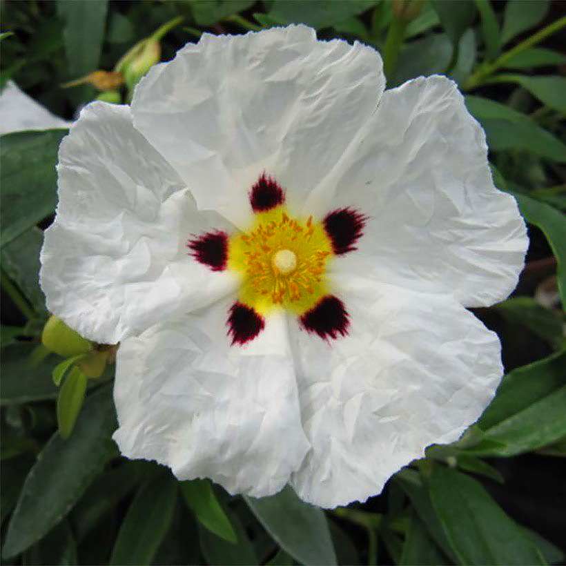 Cistus - Rockrose