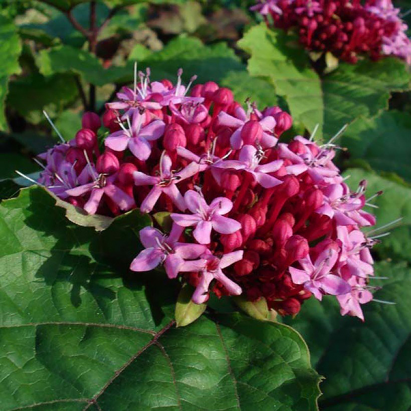 Clerodendrum