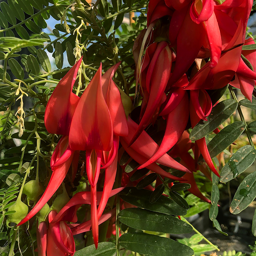 Clianthus - Kakabeak