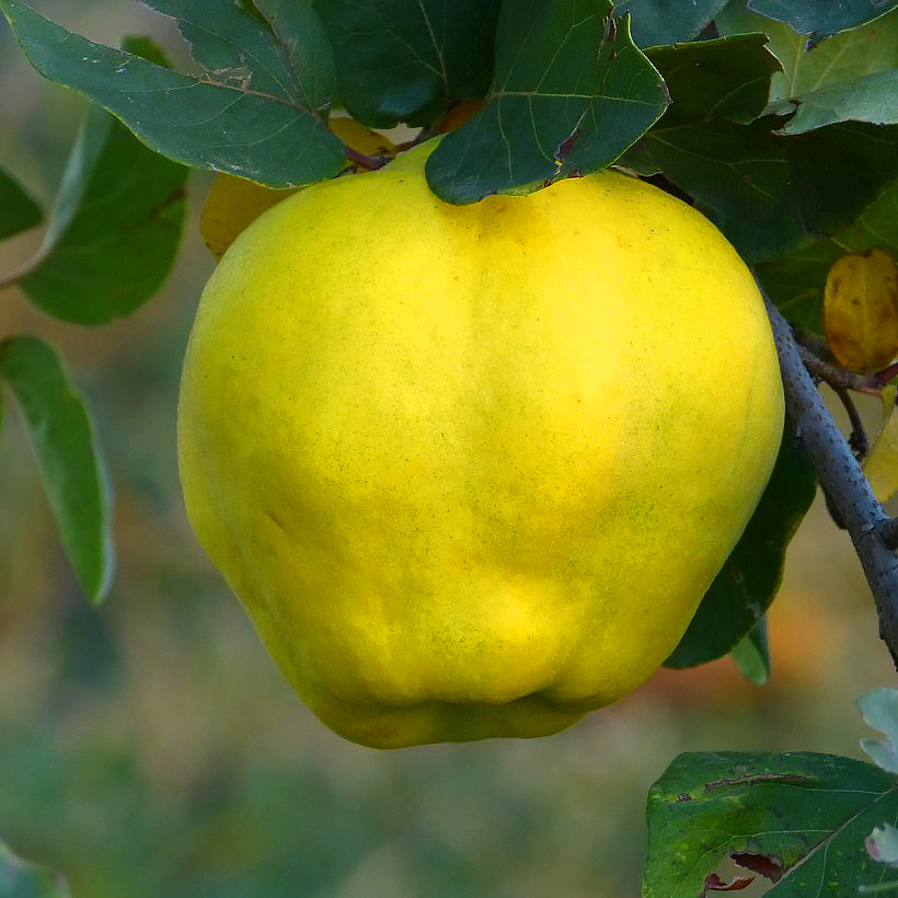 Quince trees