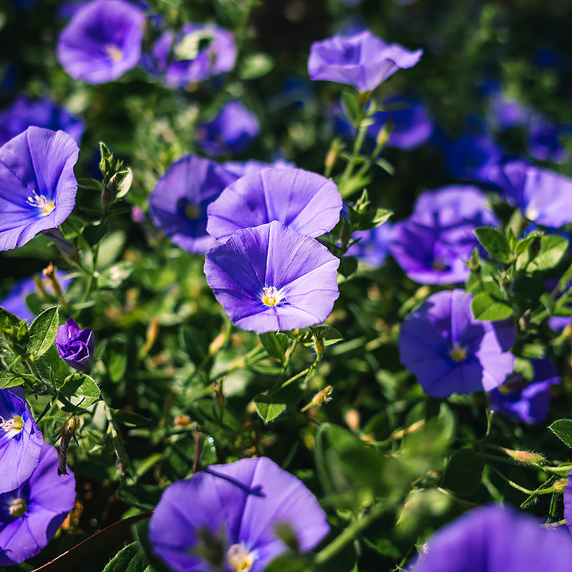 Convolvulus