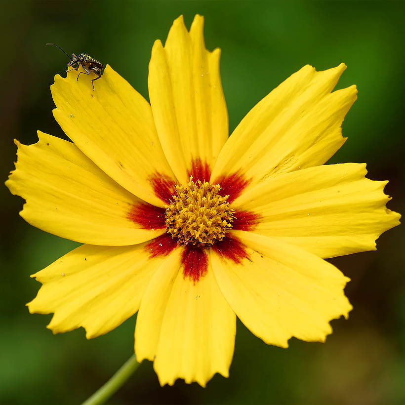 Coreopsis - Tickseed