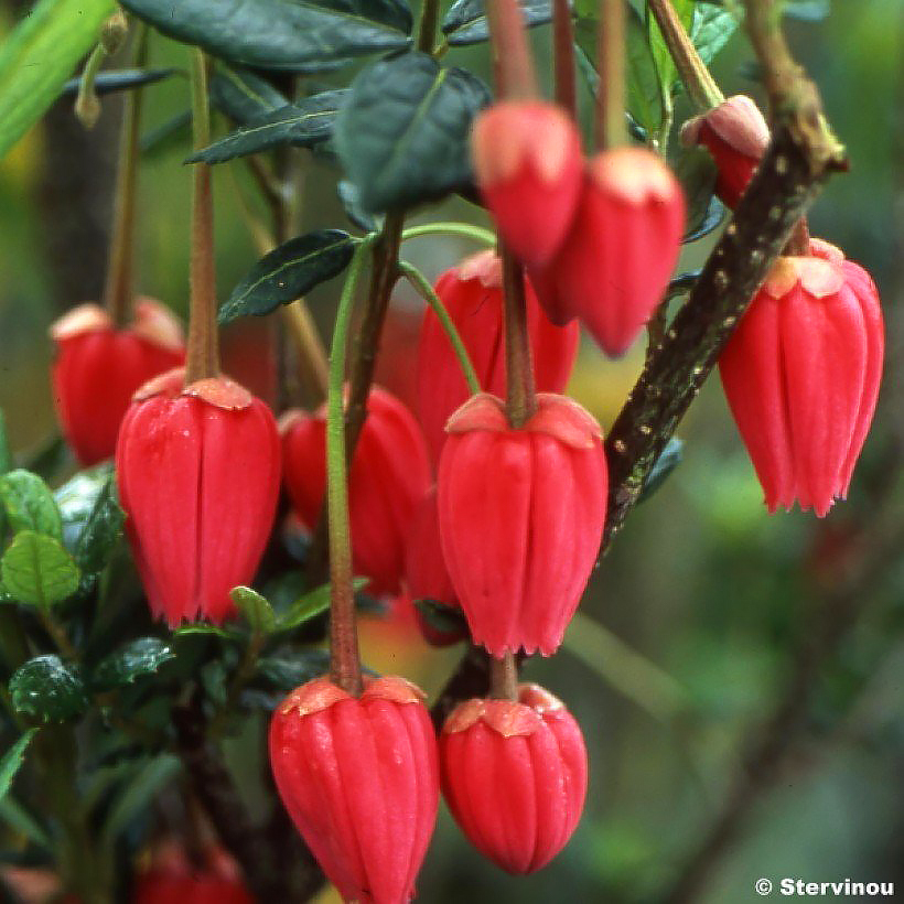 Crinodendron - Lantern tree