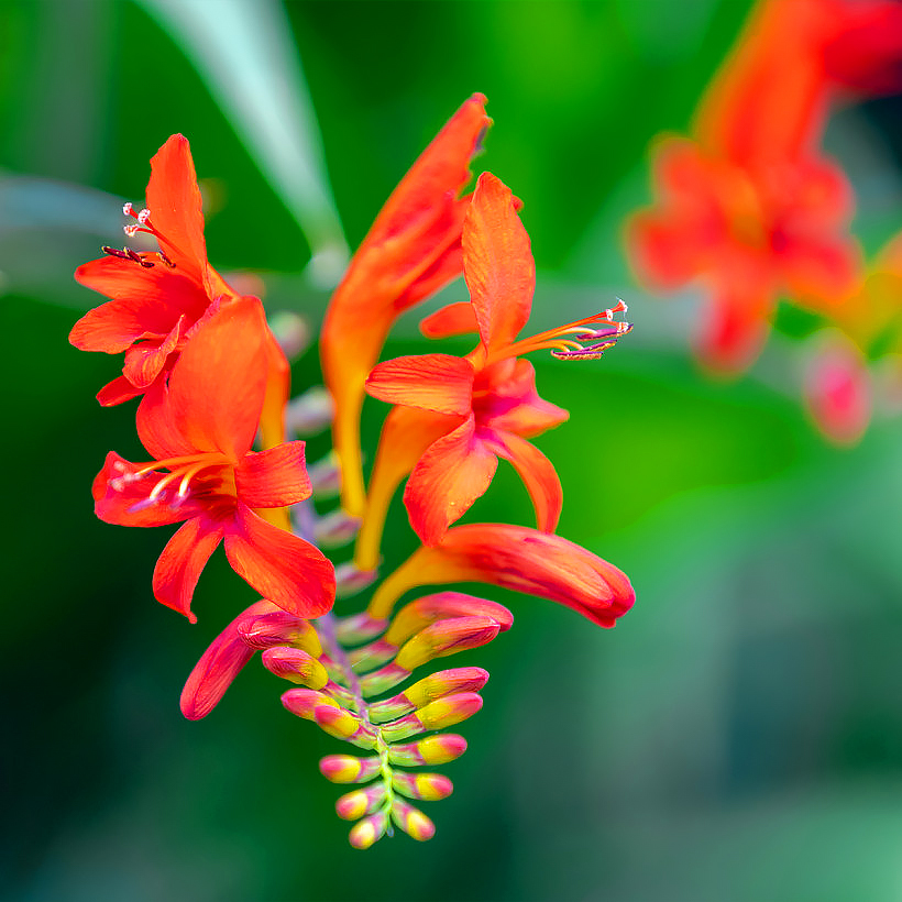 Crocosmia