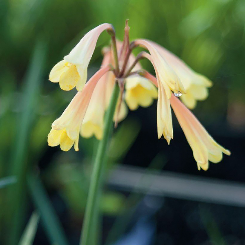 Cyrtanthus or purple Amaryllis