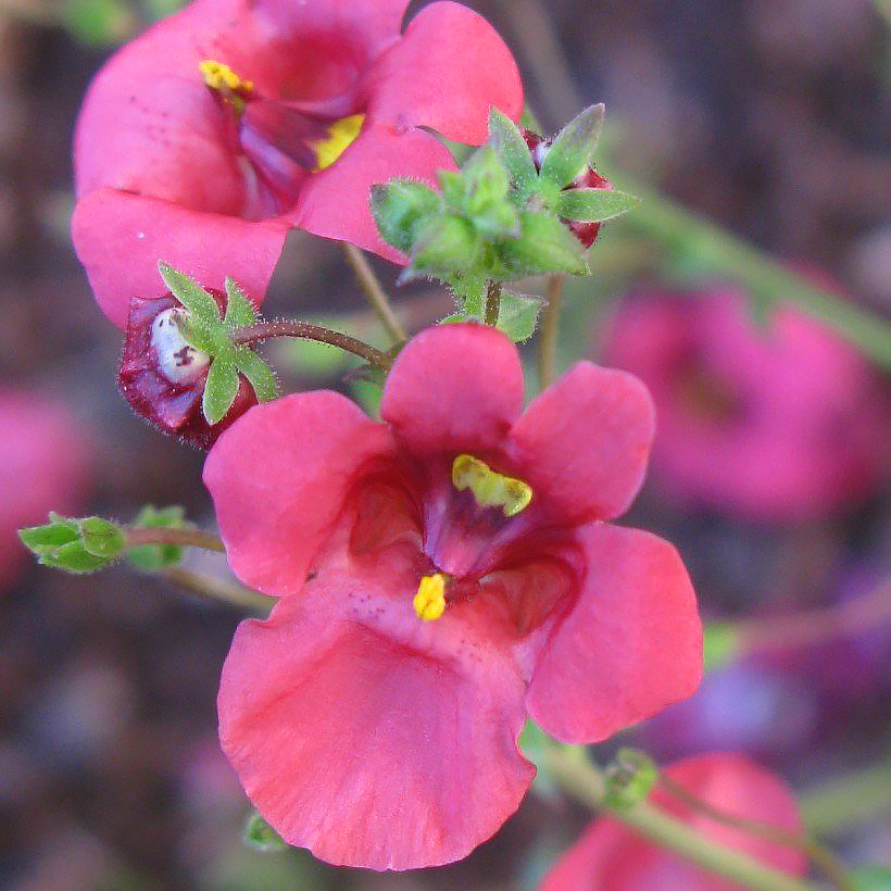 Diascia