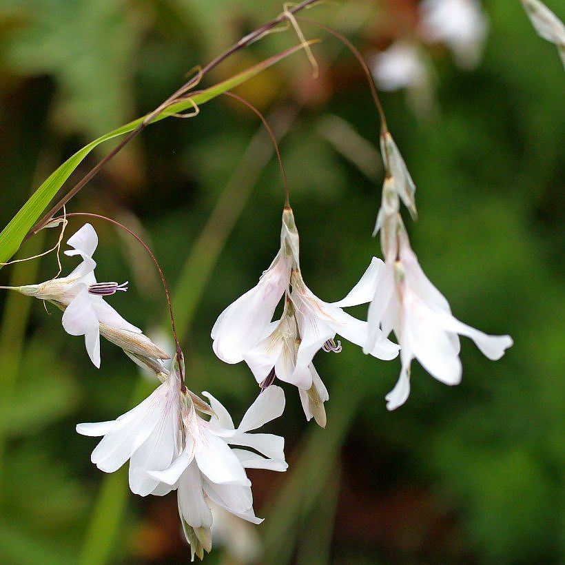 Dierama