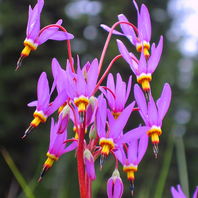 Dodecatheon